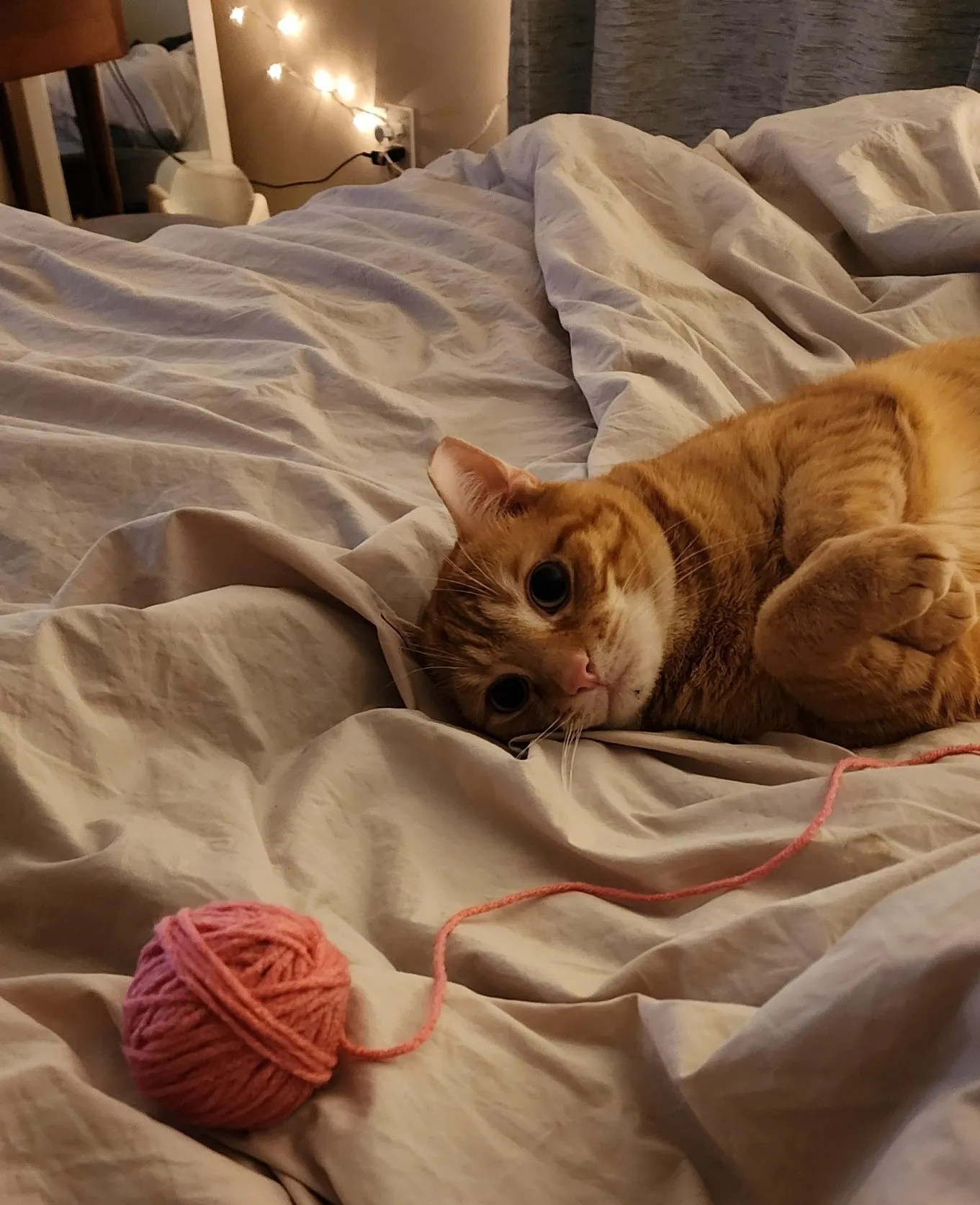 Cat laying on bed and playing with yarn