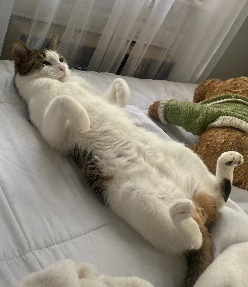 Cat laying on its back