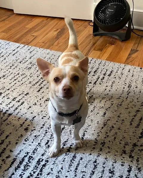 Small dog posing for the camera