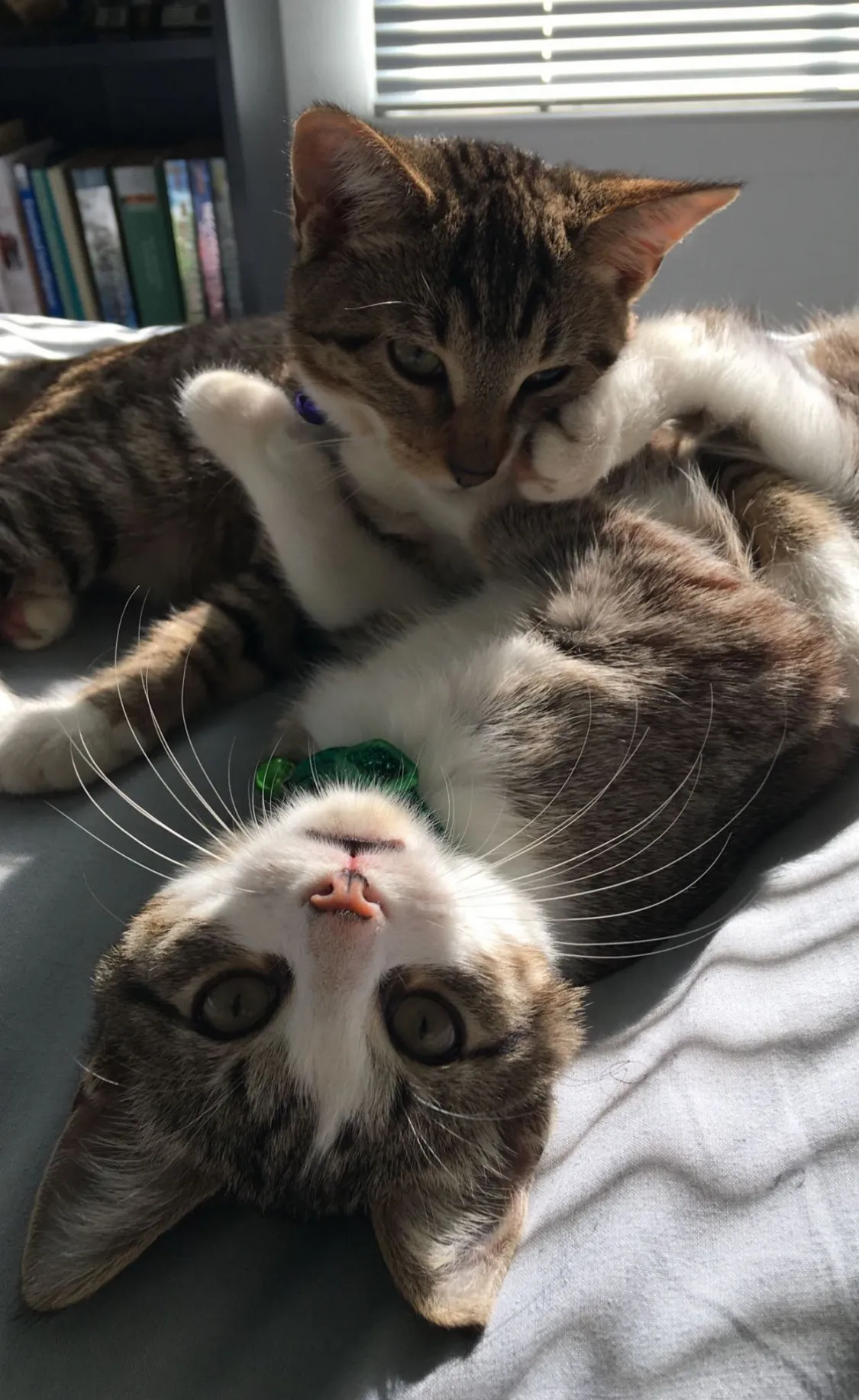 Two cats cuddling on a bed