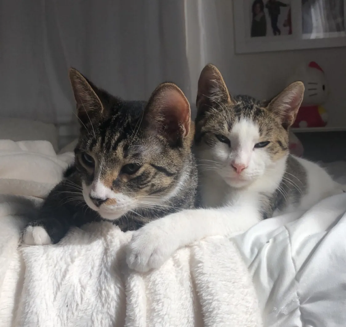 Two cats cuddling on a bed