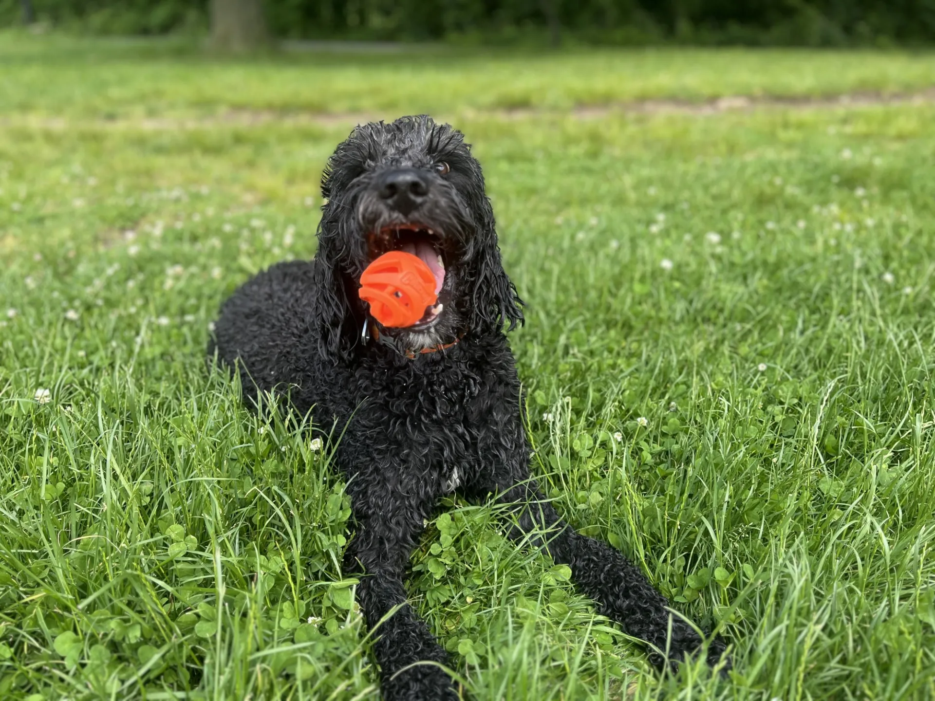 Cute dog with ball in his mouth 