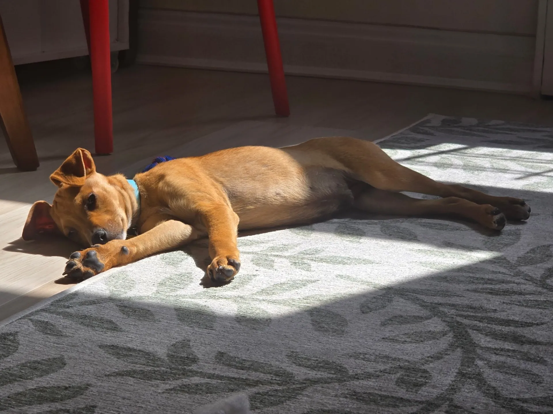 Dog sunbathing on the floor