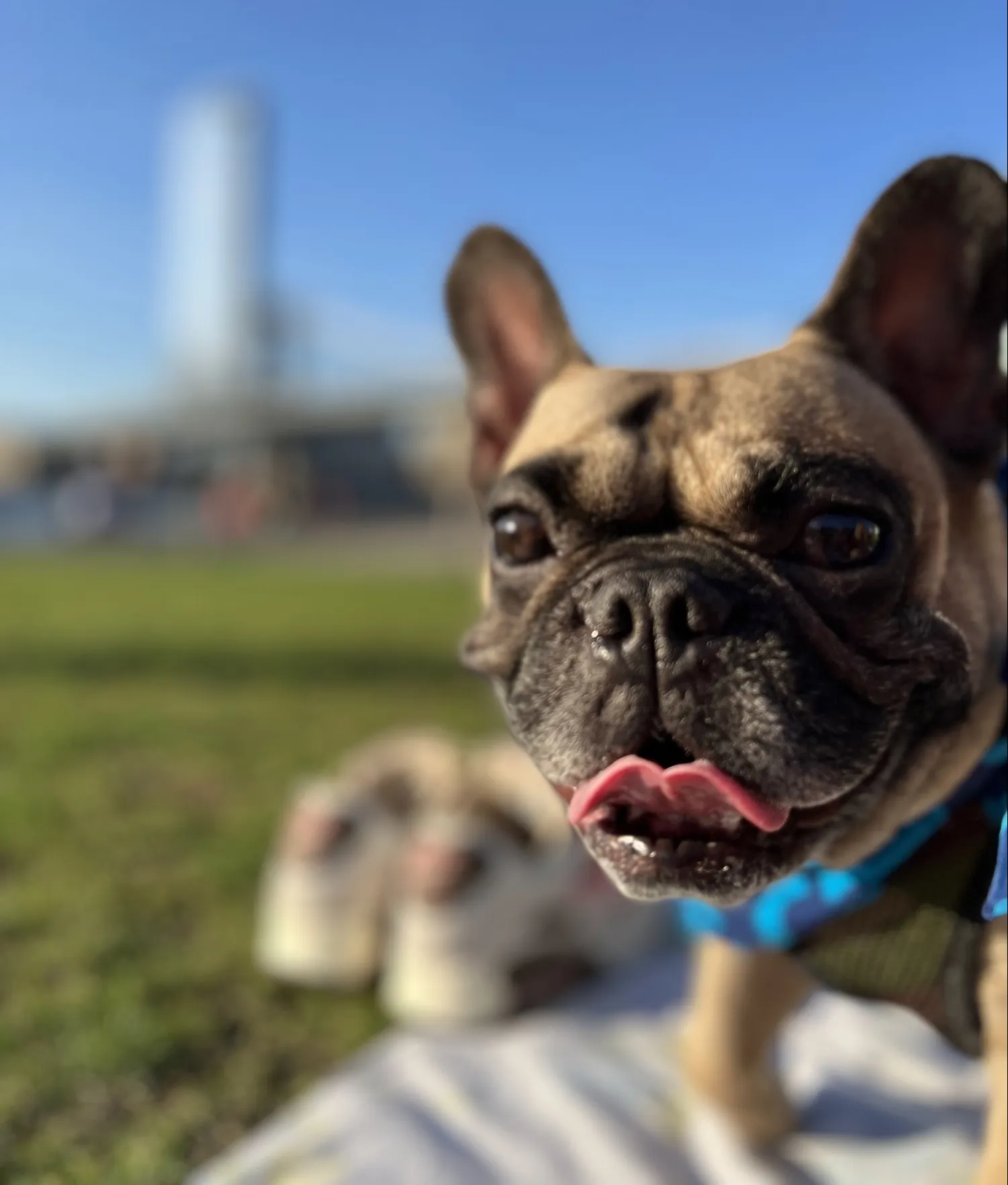 Dog in a park