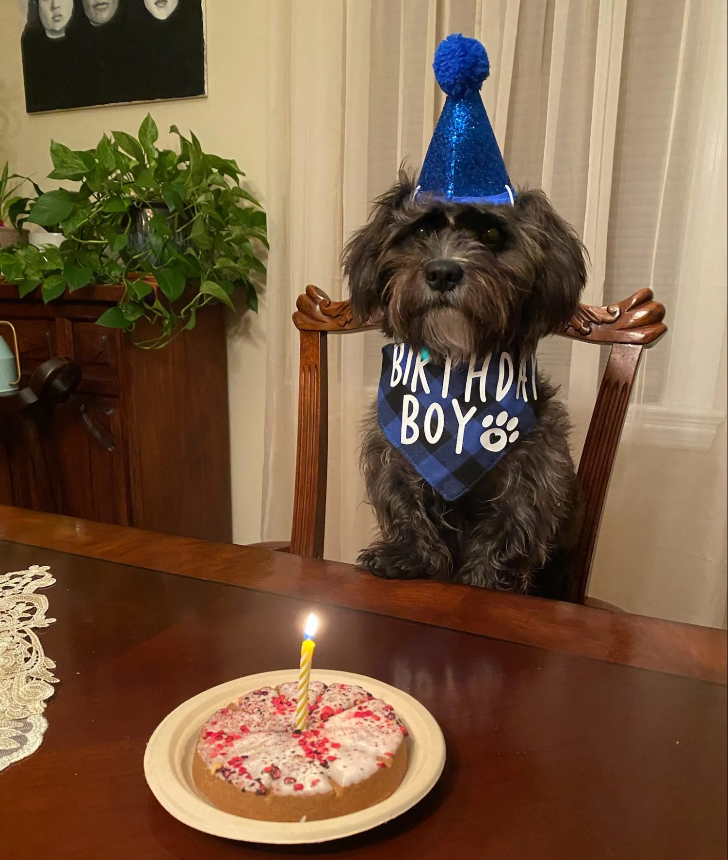 Dog dressed in birthday hat and scarf