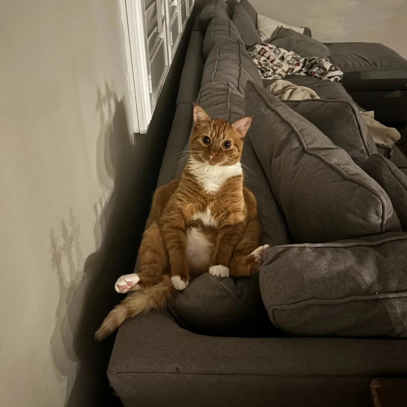 Cat laying awkwardly on back of couch