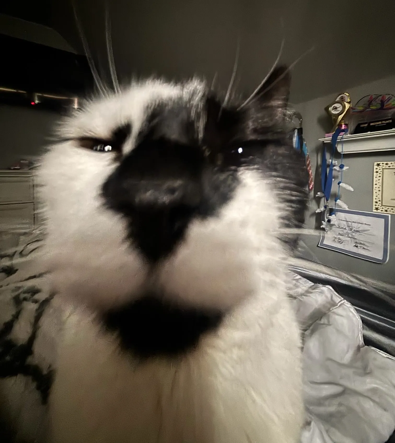 Close up on cat's face