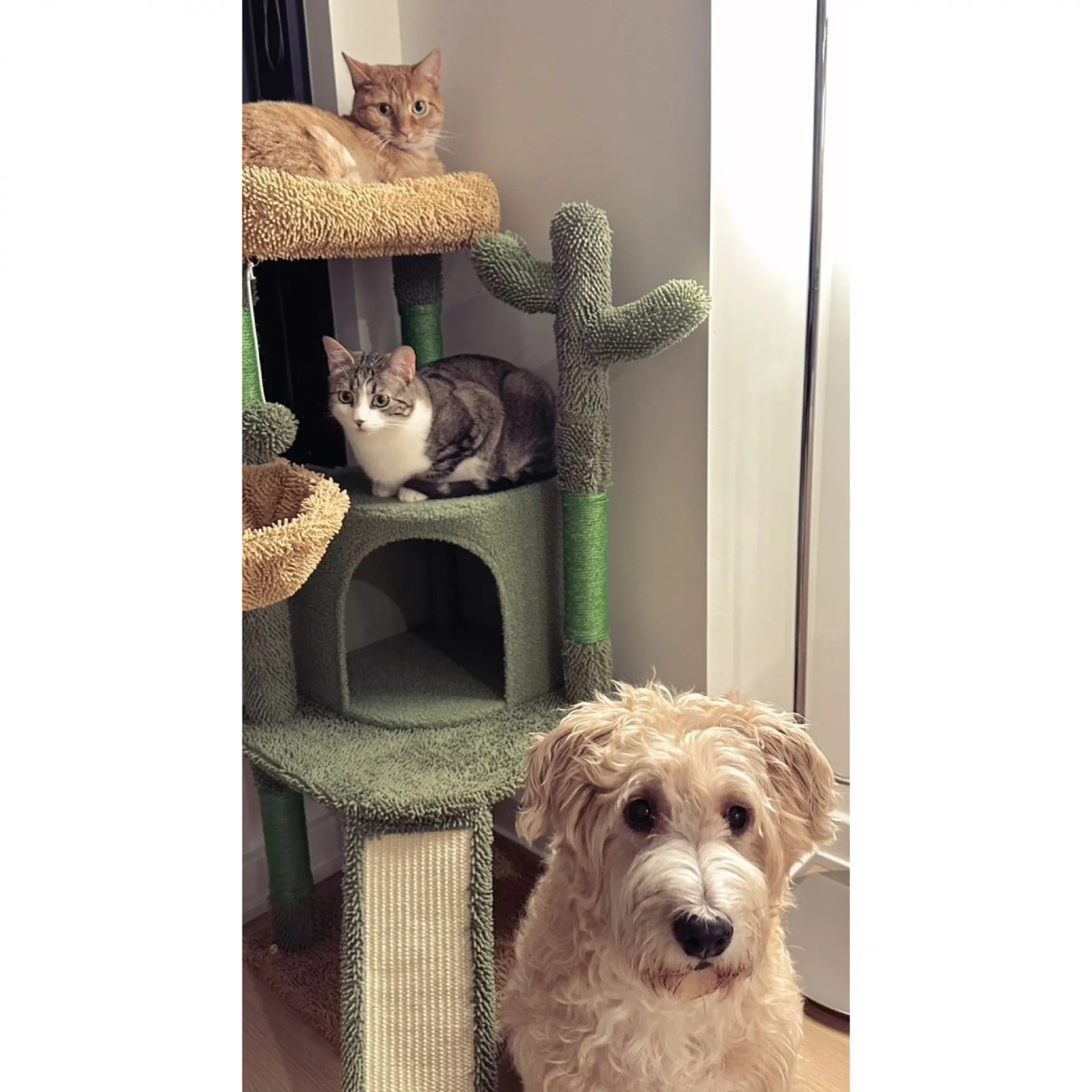 Two cats on a cat tree and a dog posing together