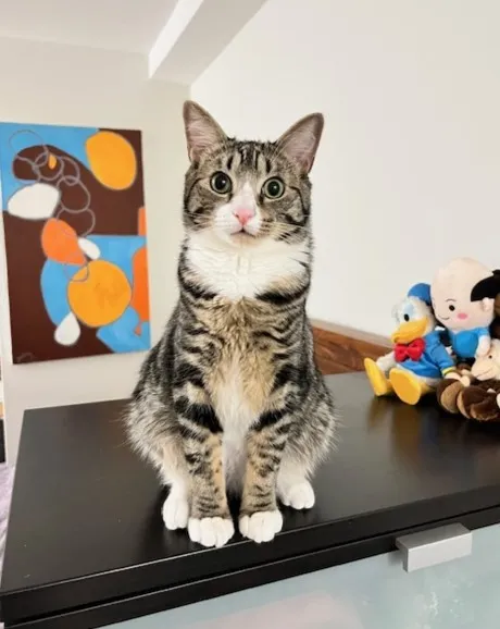 Cat posing for the camera