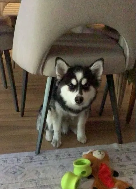 Dog hiding under a chair