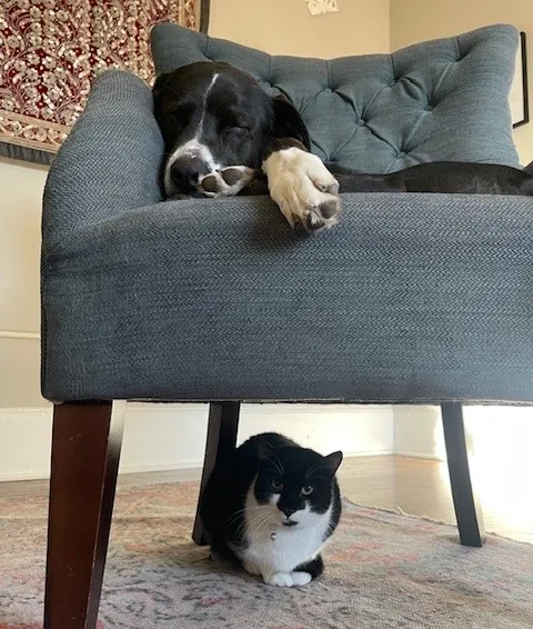 Dog sleeping on chair with cat laying underneath
