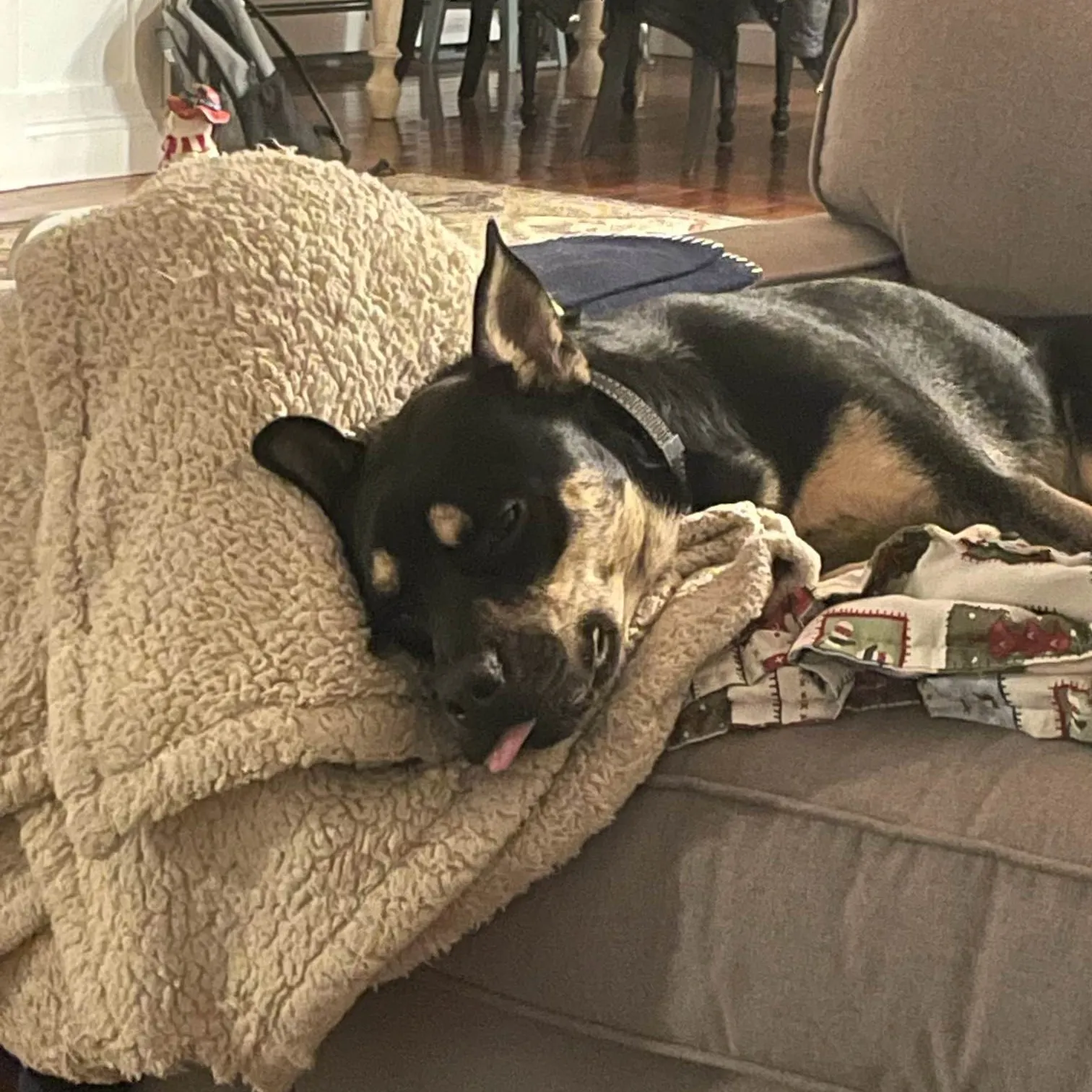 Dog sleeping on couch with tongue out