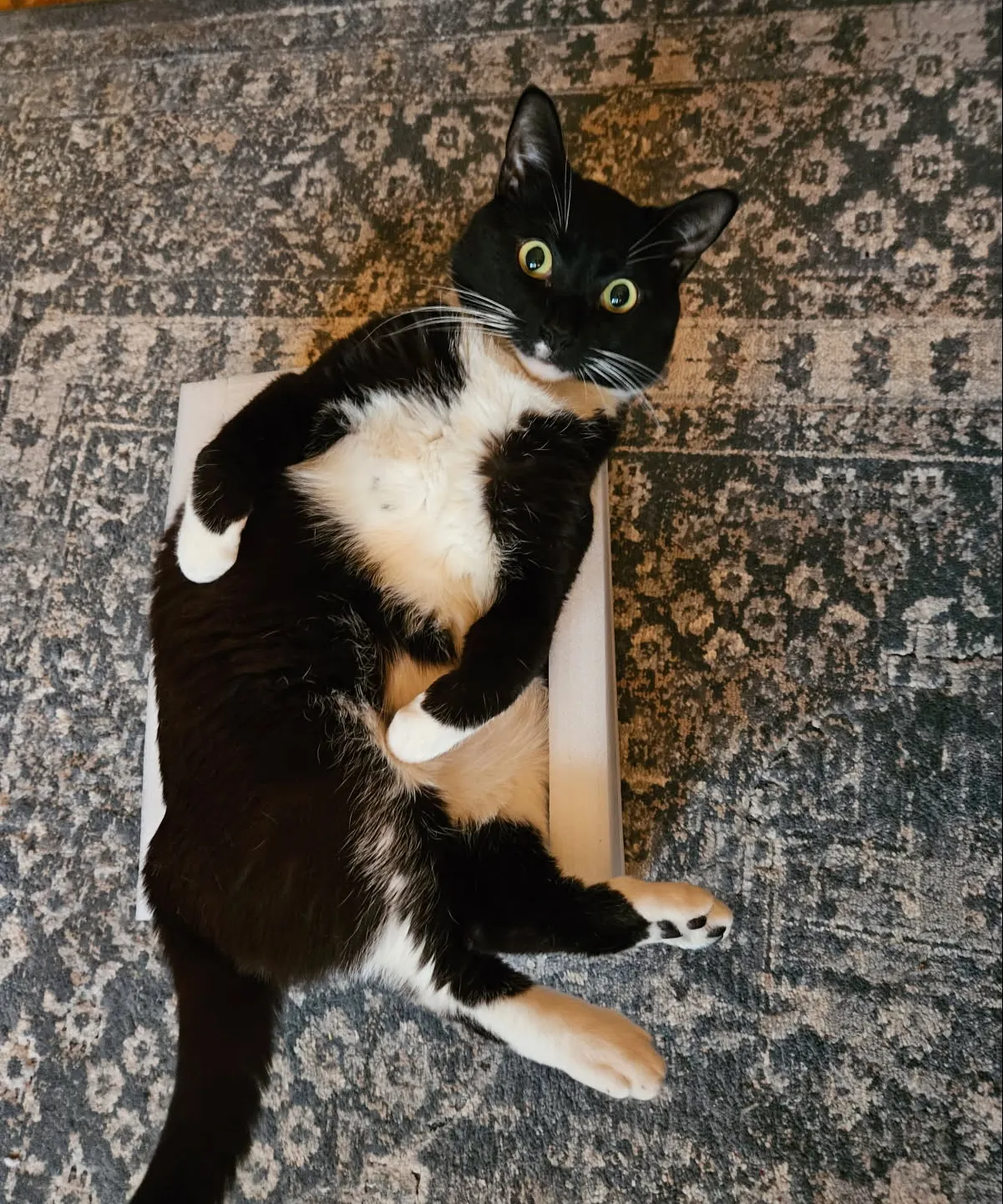 Cat laying in a small box