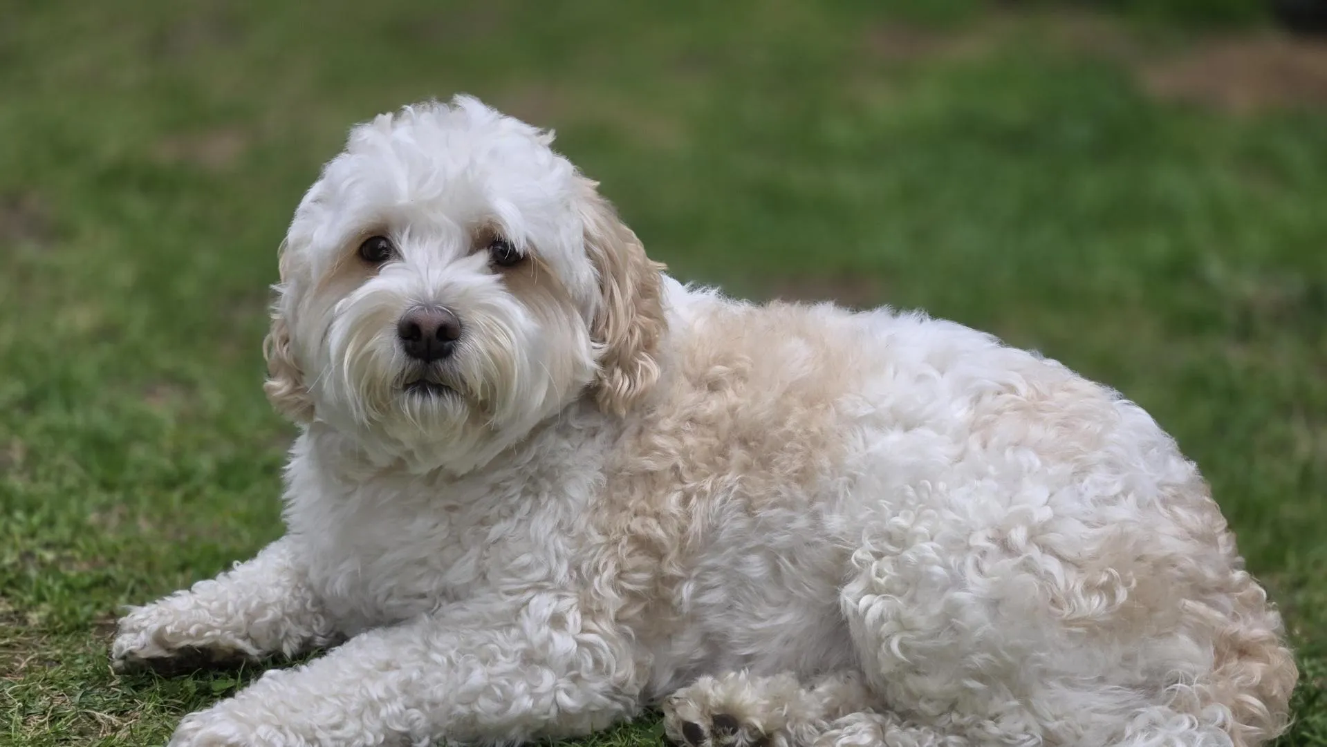 White dog laying in grass, looking at the camera