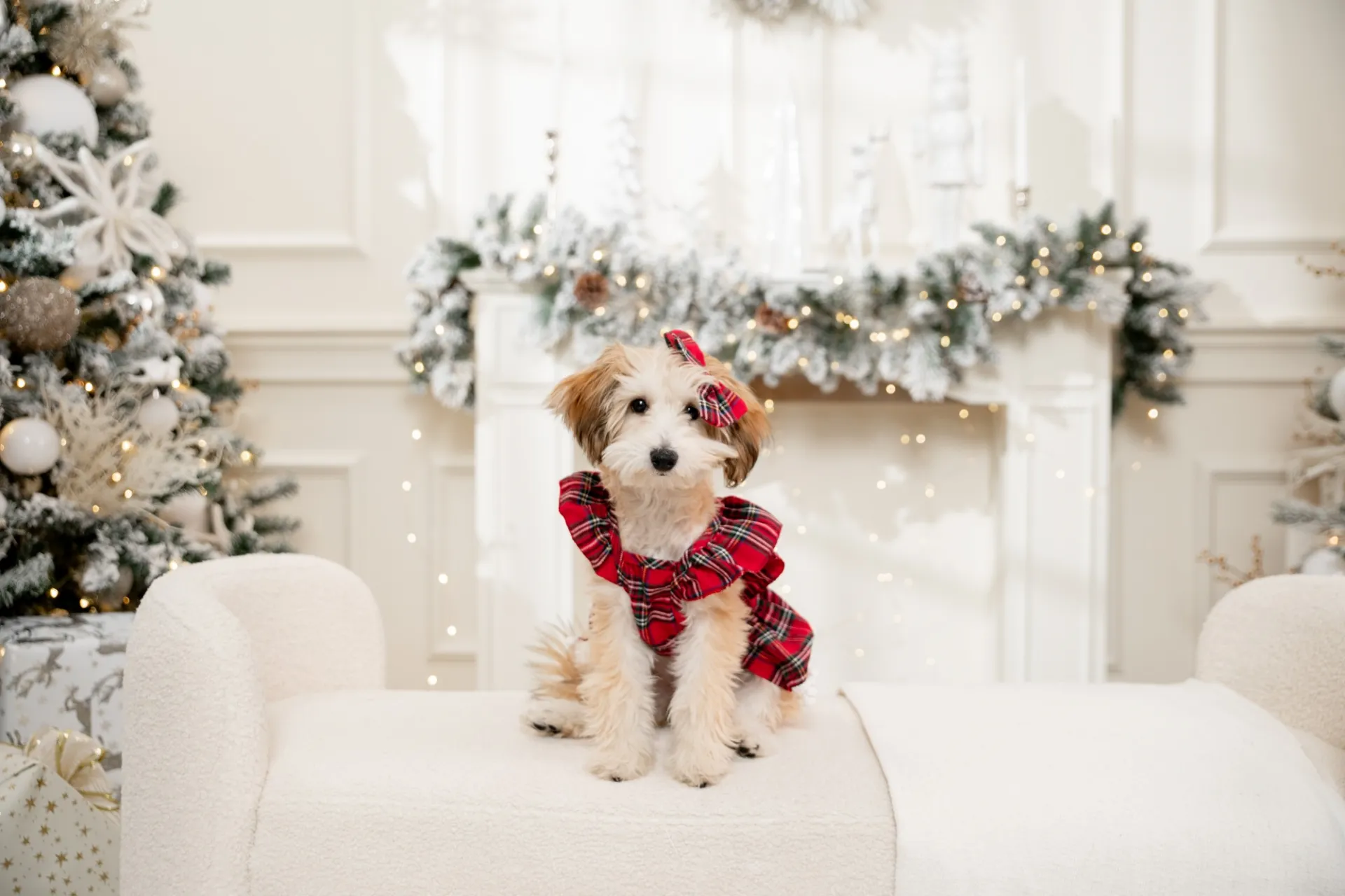 Dog posing in holiday themed outfit
