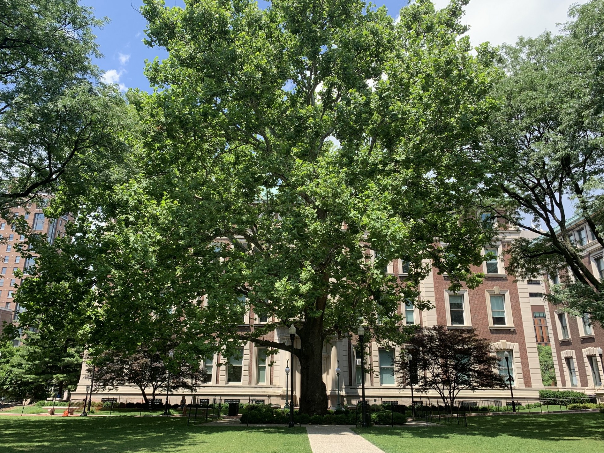 American Sycamore tree outside of the Mathematics building