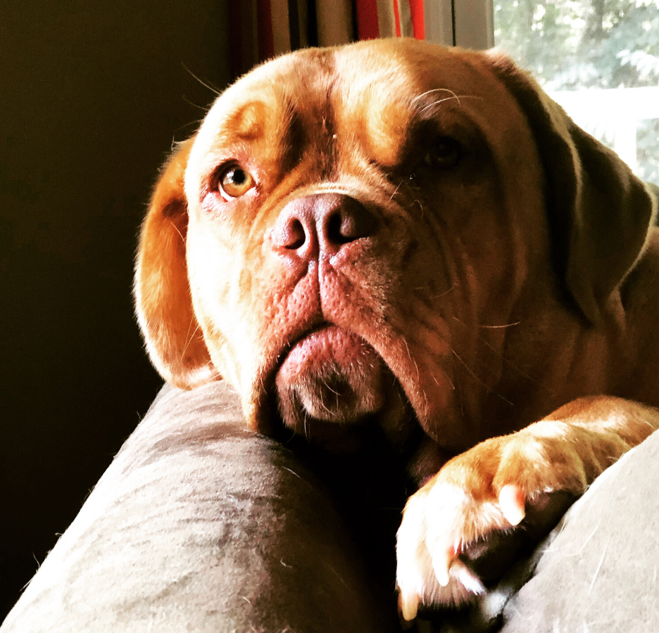 A dog rests his head on the back of a couch