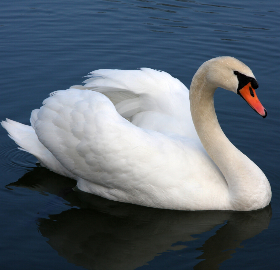 A swan glides across a lake