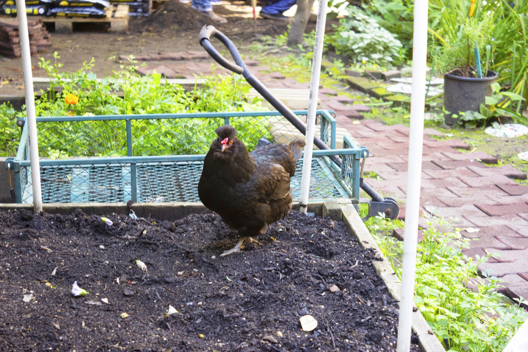 Lady Sybil strolls across raised garden bed. Lady Sybil strolls across raised garden bed