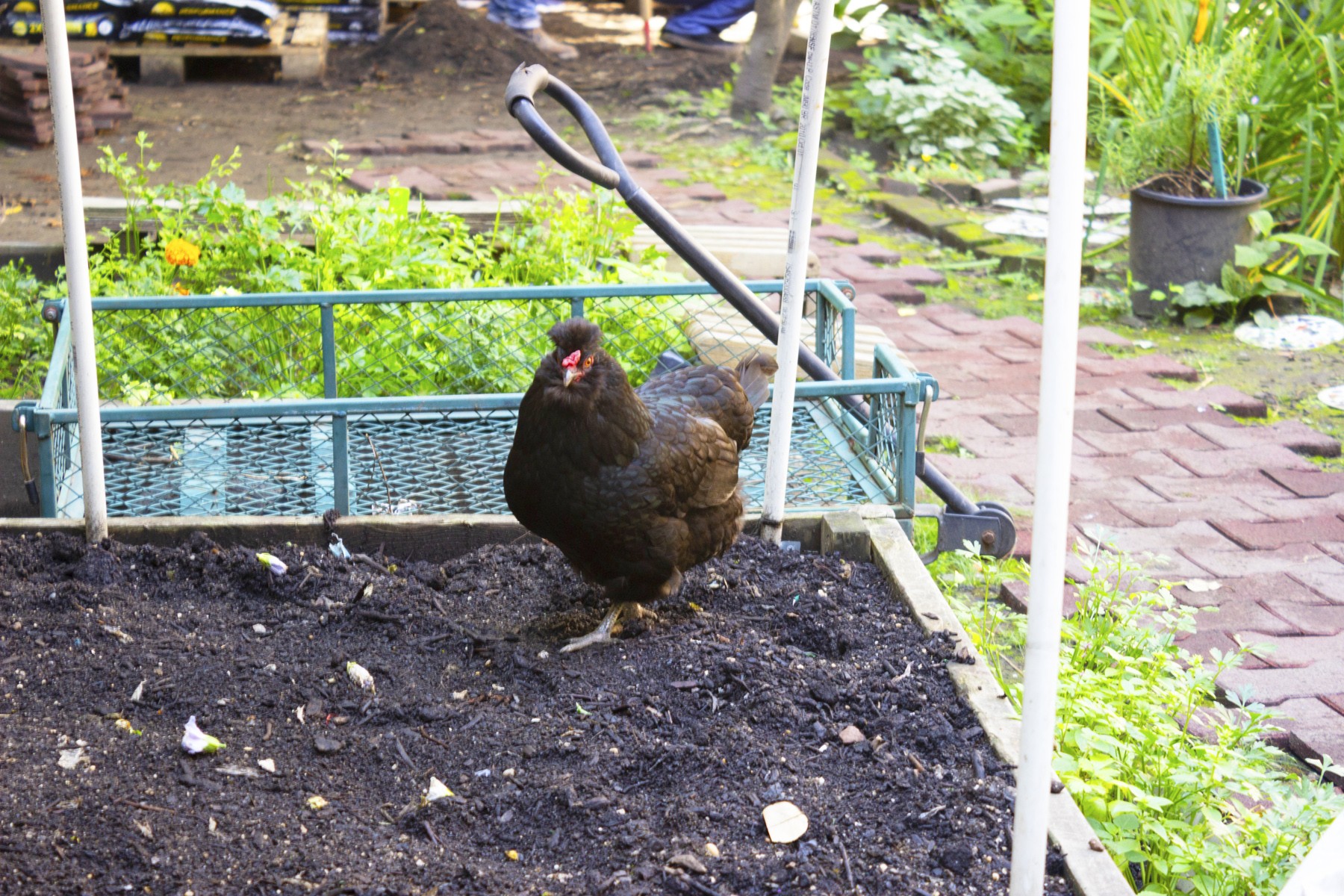 Lady Sybil strolls across raised garden bed