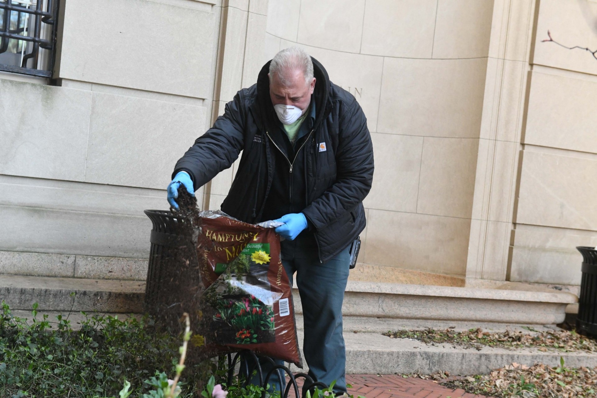 A mam wearing a mask and a black jacket over a green Grounds uniform is spreading plant fertilizer on a garden.