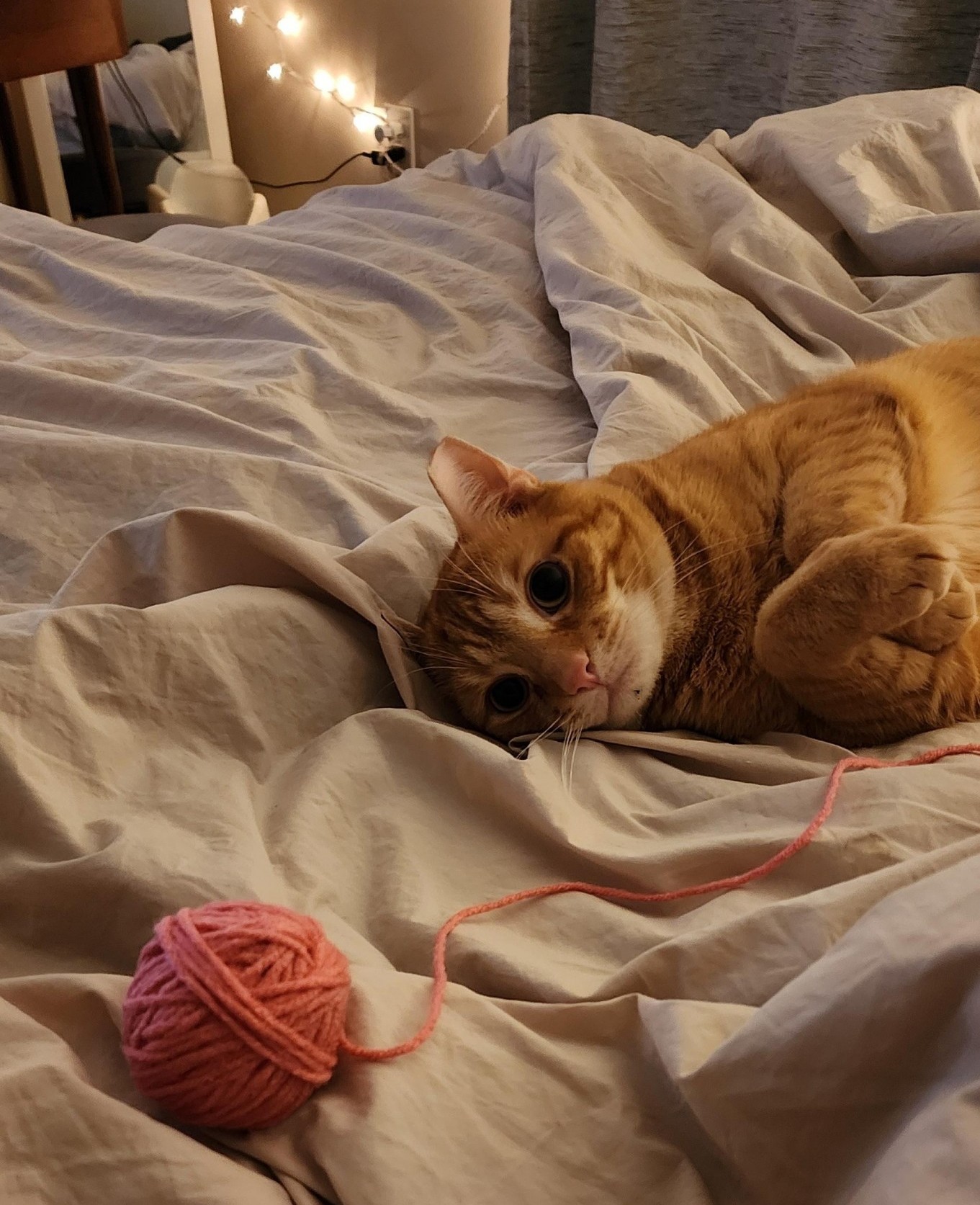 Mr. Bowie Cat laying on bed and playing with yarn
