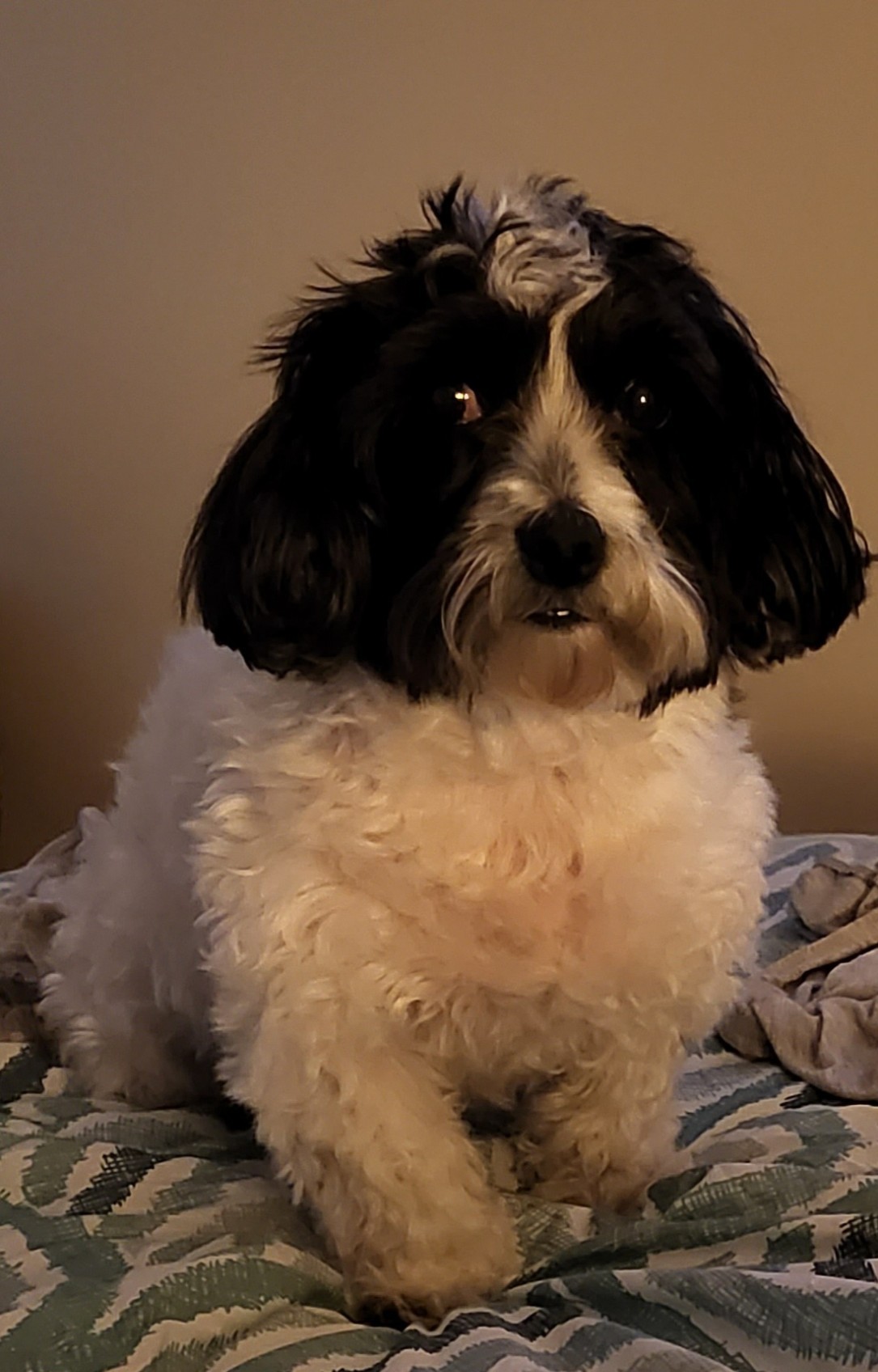 Smores Dog giving a look to the camera