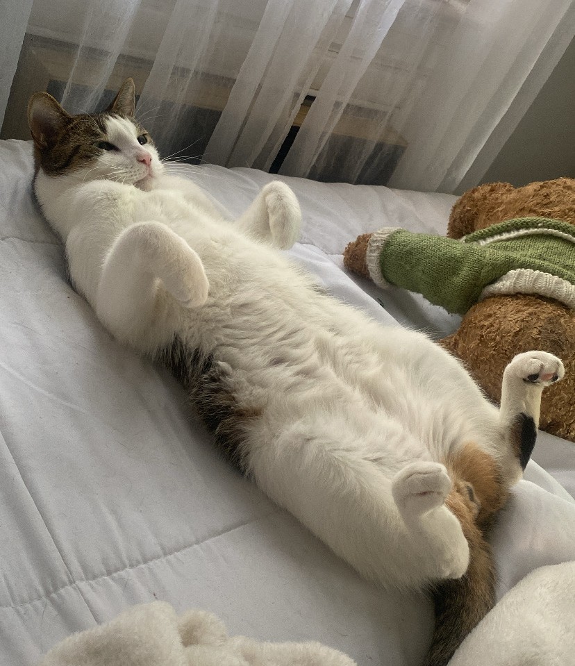 Cat laying on its back