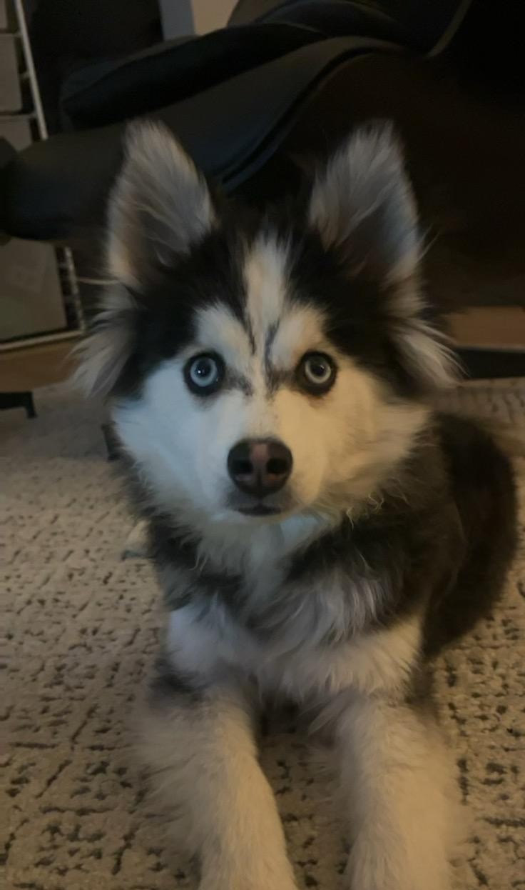 Blue Dog, sitting and looking at the camera