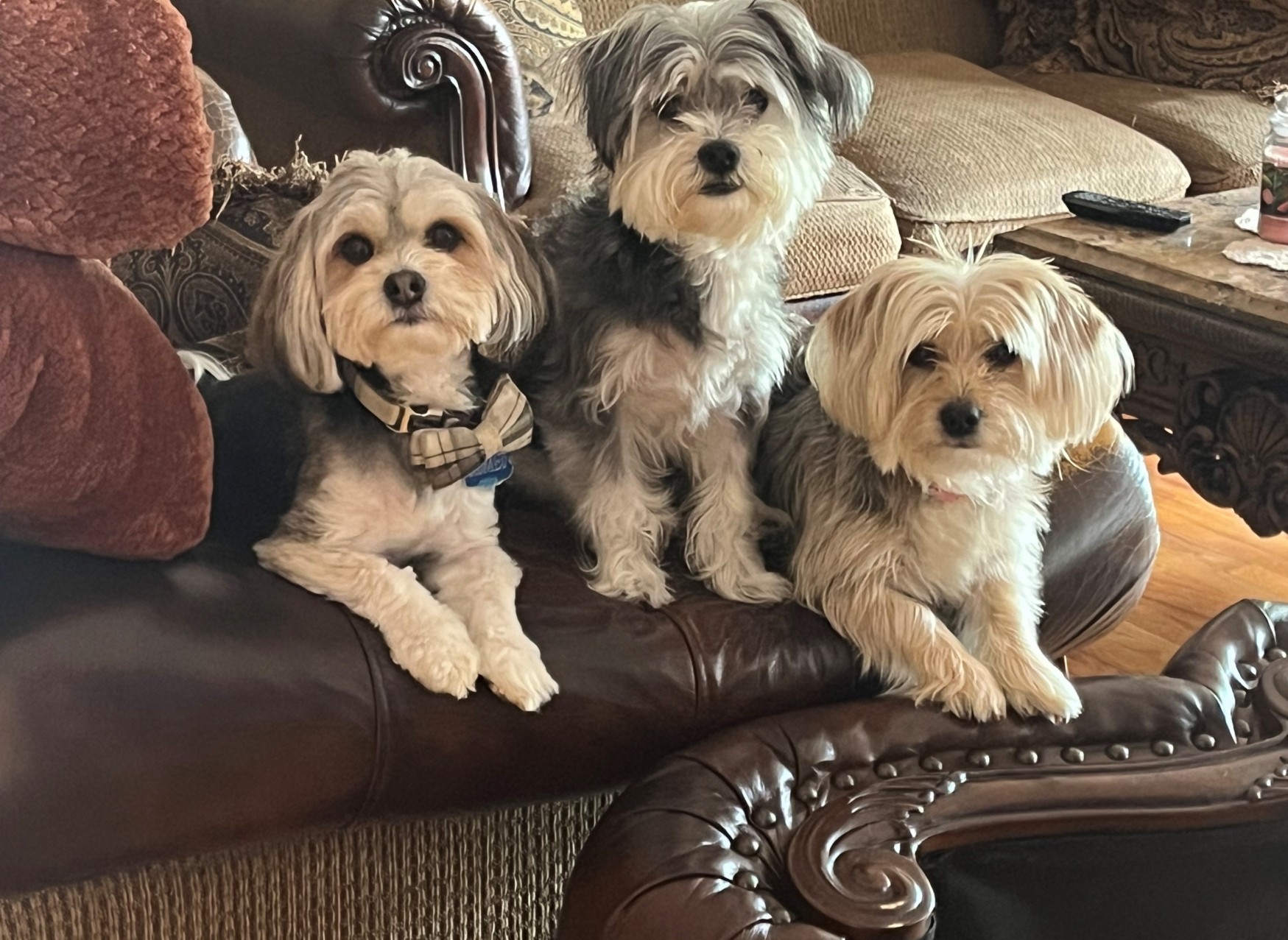 Three dogs sitting on a couch
