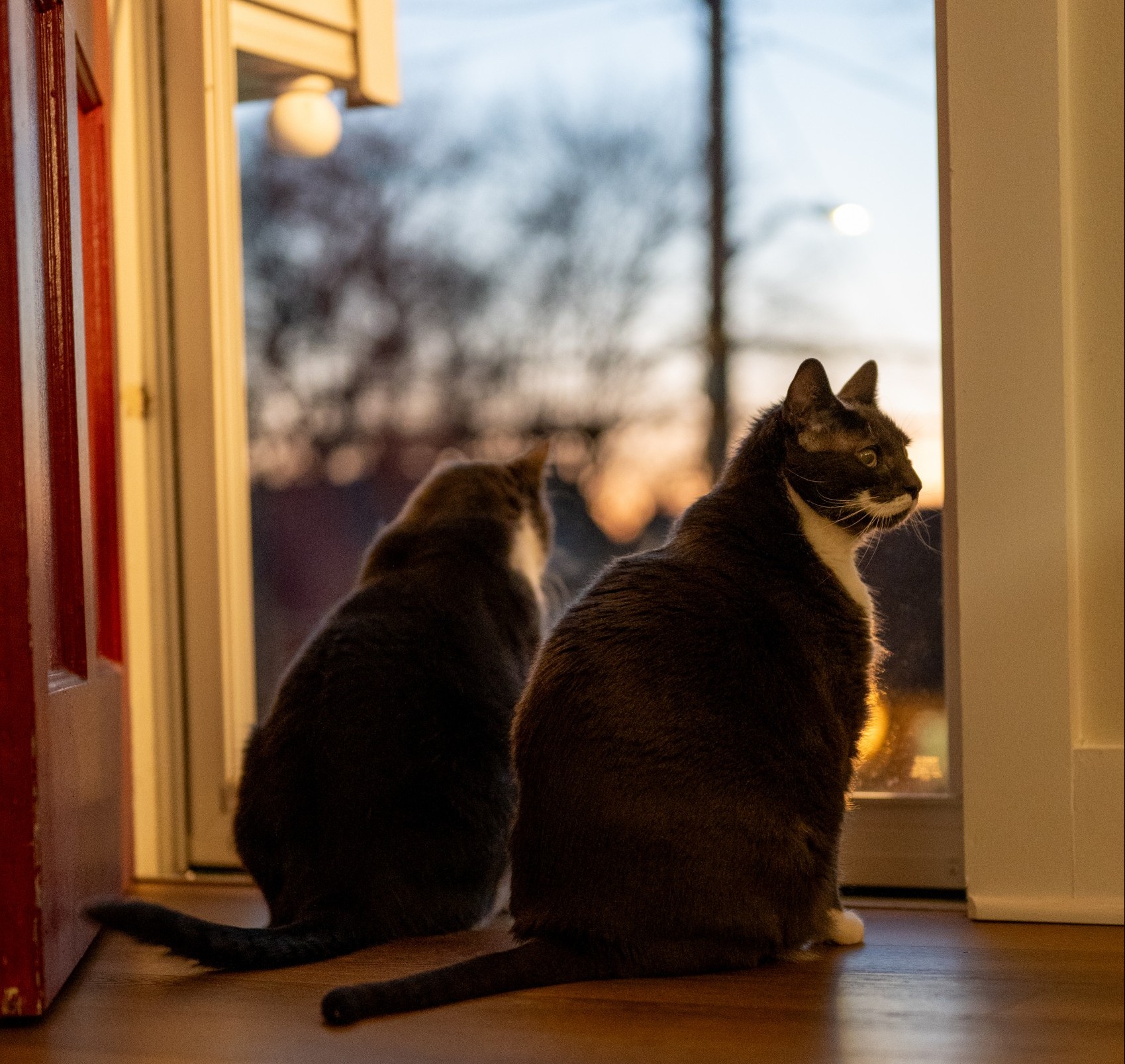 Cats looking outside during sunset