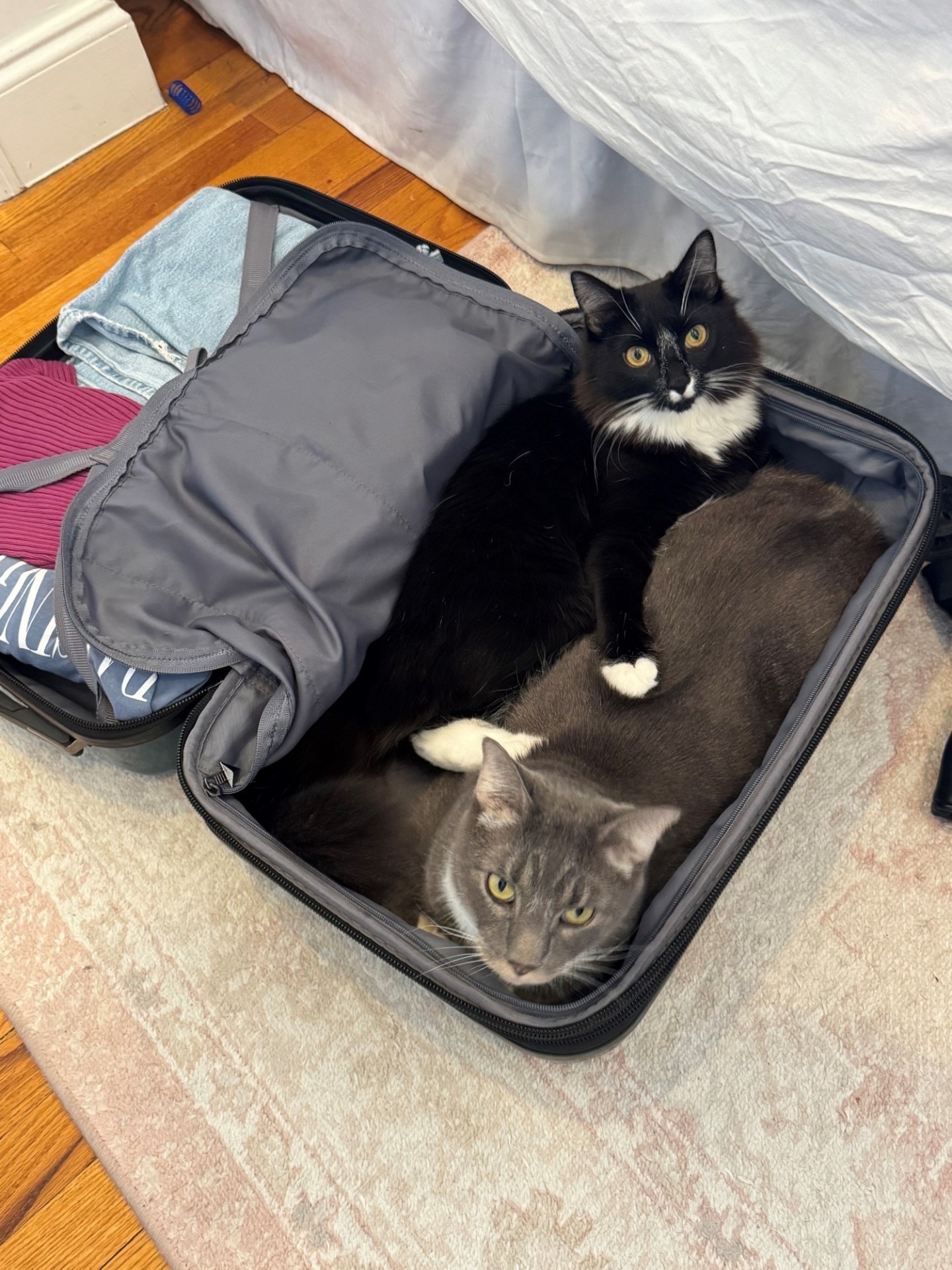Two cats in a suitcase