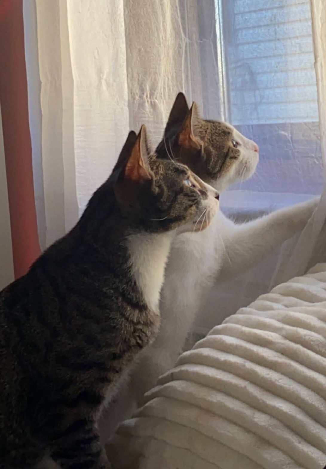 Two cats looking out the window