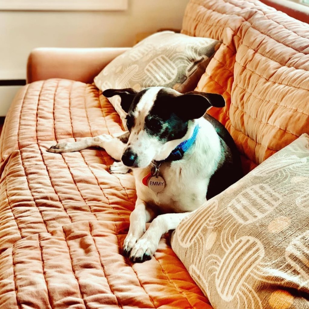 Emmy Dog laying on couch