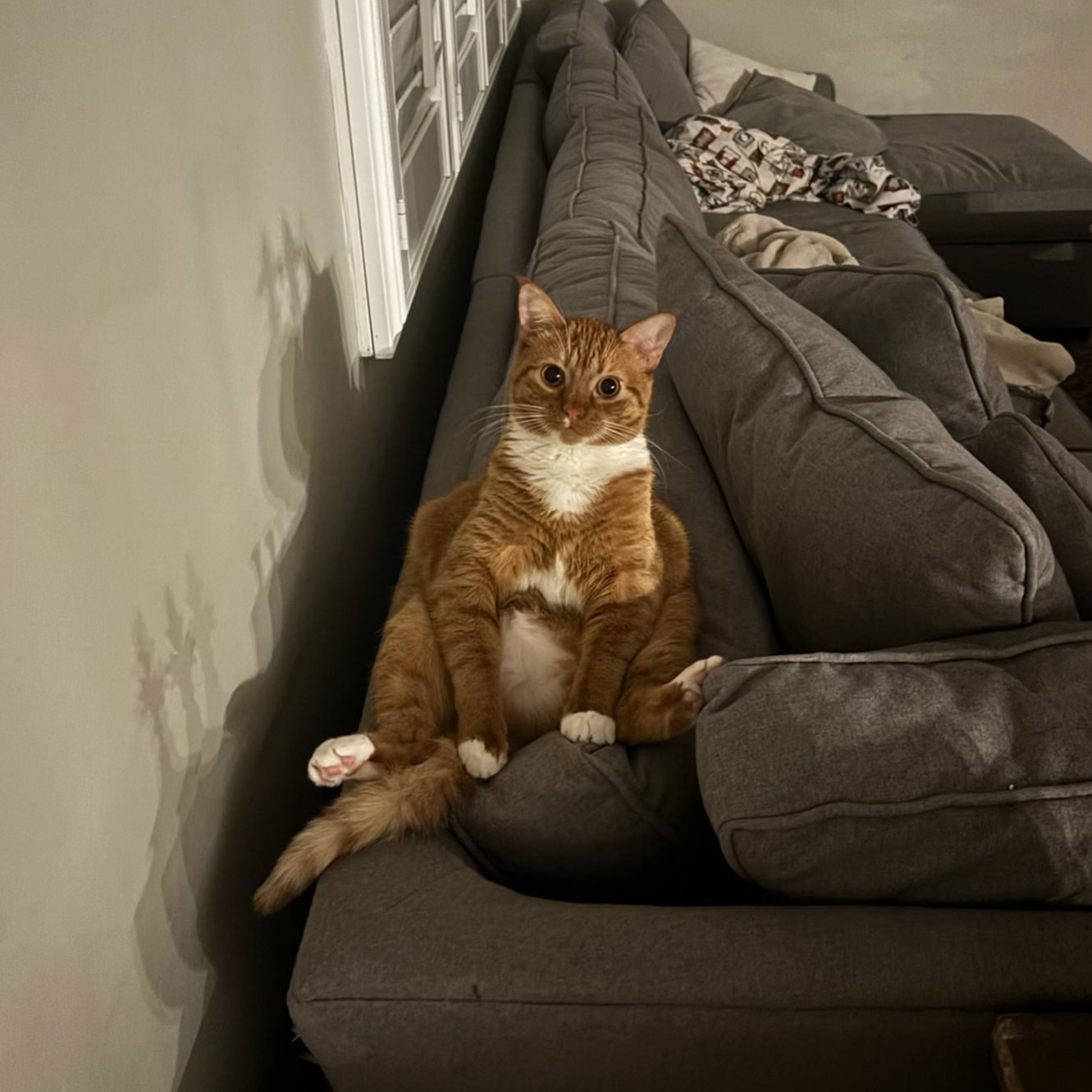 Kit Kat Cat laying awkwardly on back of couch