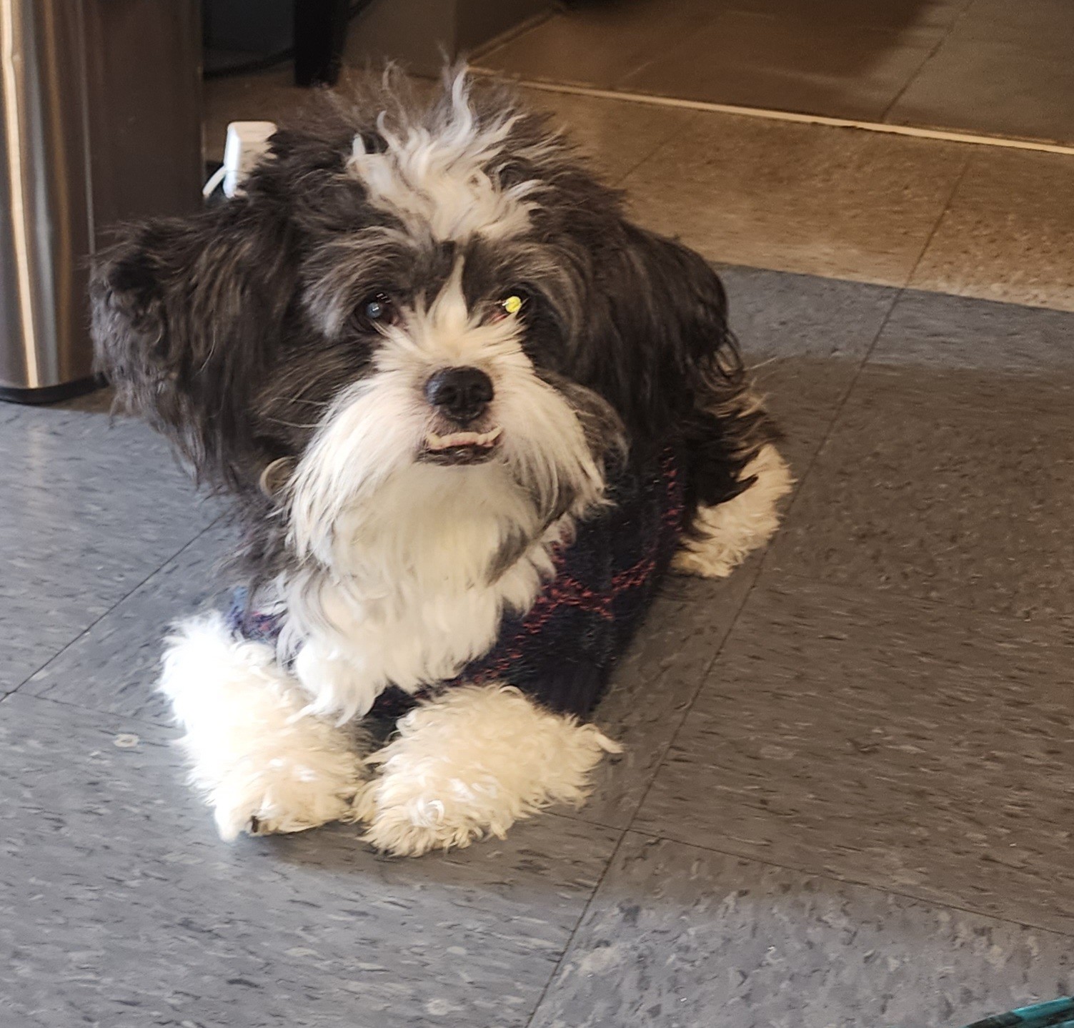 Logan (Loggie) Dog laying on the tile