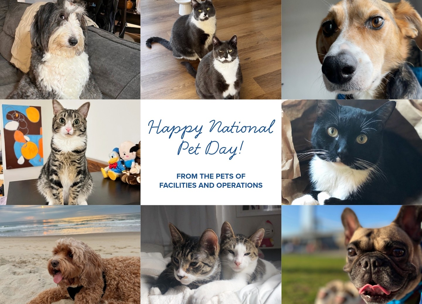 Collage of cats and dogs with text Happy National Pet Day from the Pets of Facilities and Operations