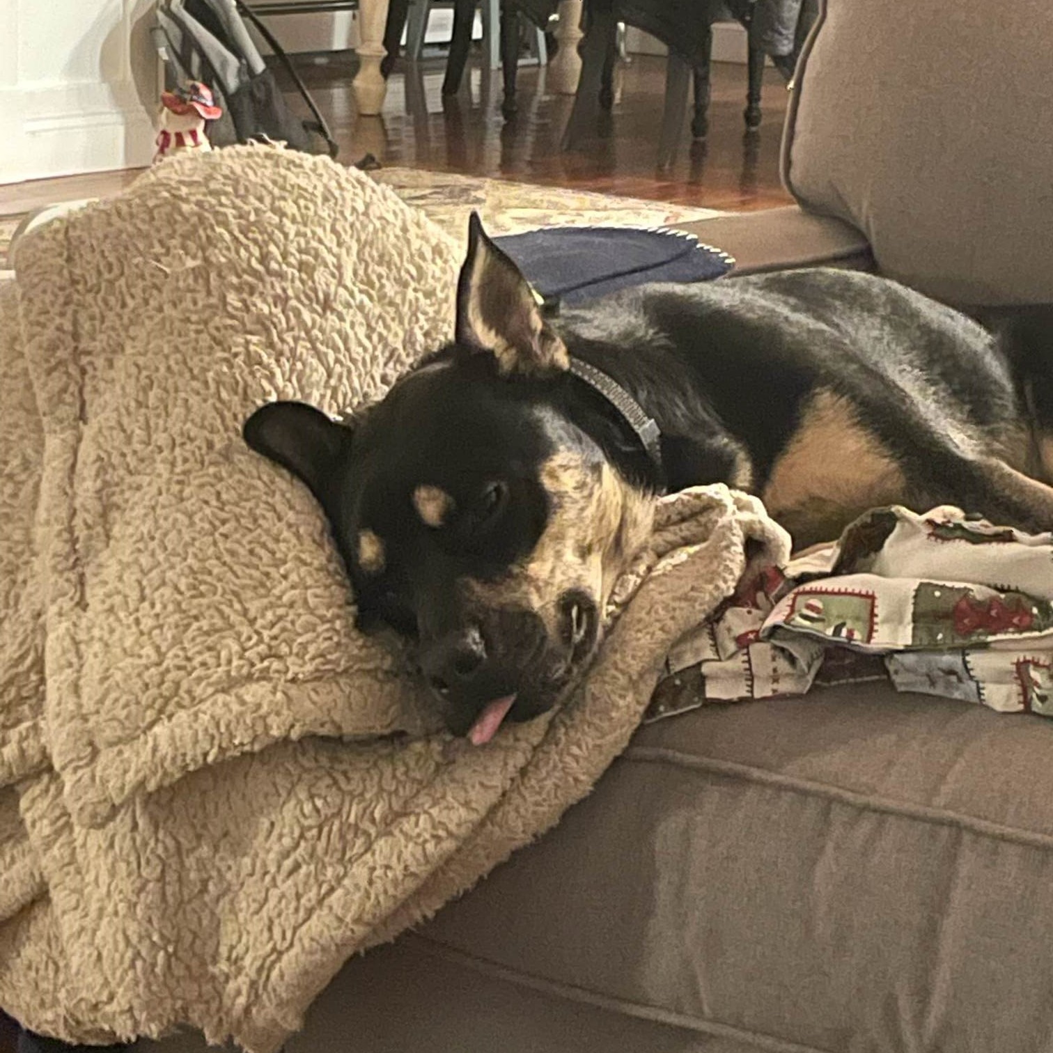 Nori Dog sleeping on couch with tongue out