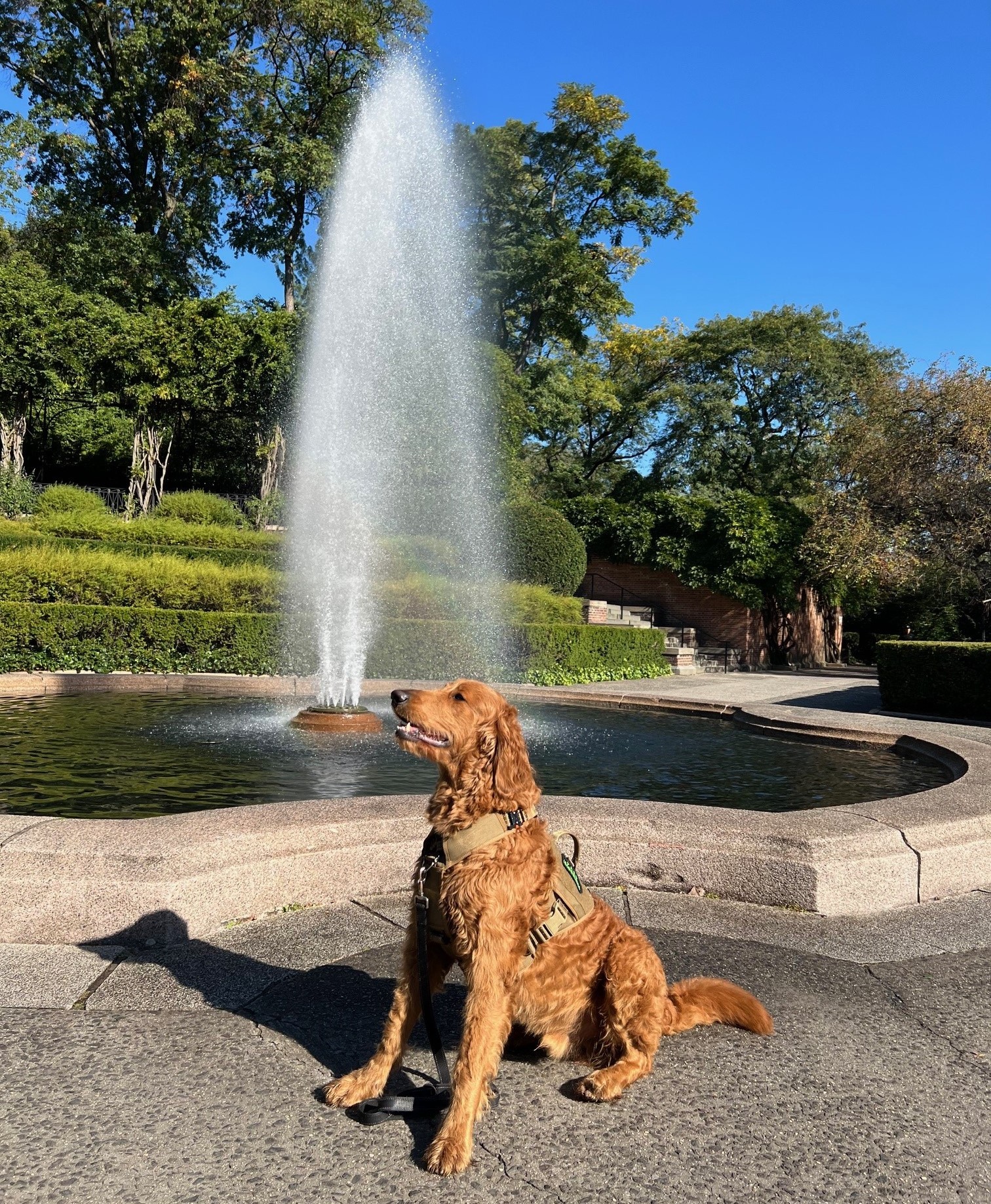 Paco Dog posing with a fountain