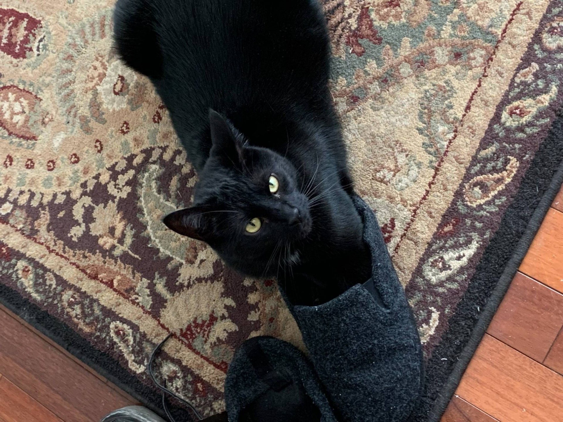 Pepper Cat laying on slippers