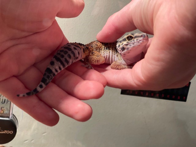 Preston Lizard in a person's hands