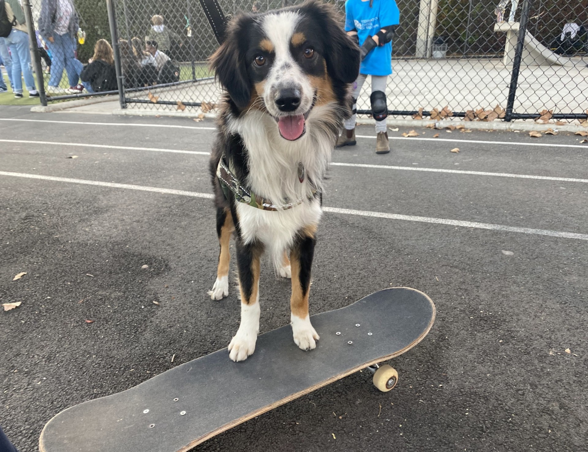 Dog on a skateboard