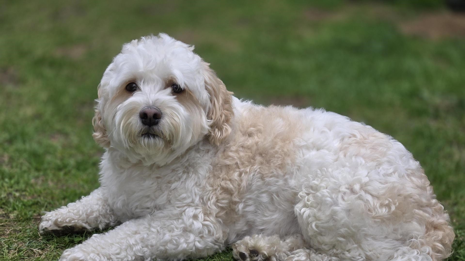 Teddy White dog laying in grass, looking at the camera