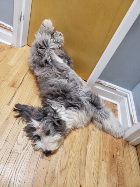 Bella Dog laying in weird position on the floor