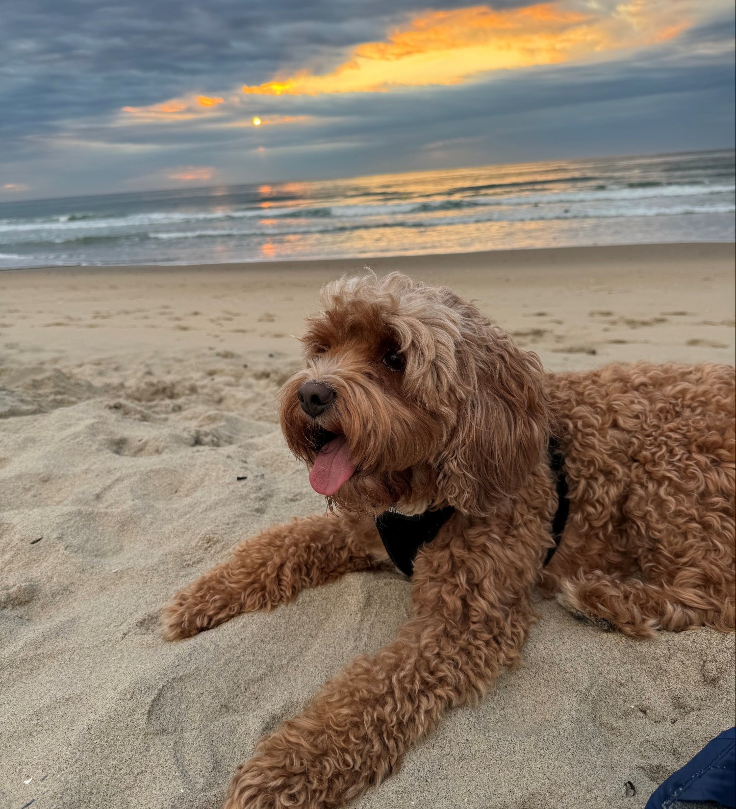 Dog on a beach at sunset