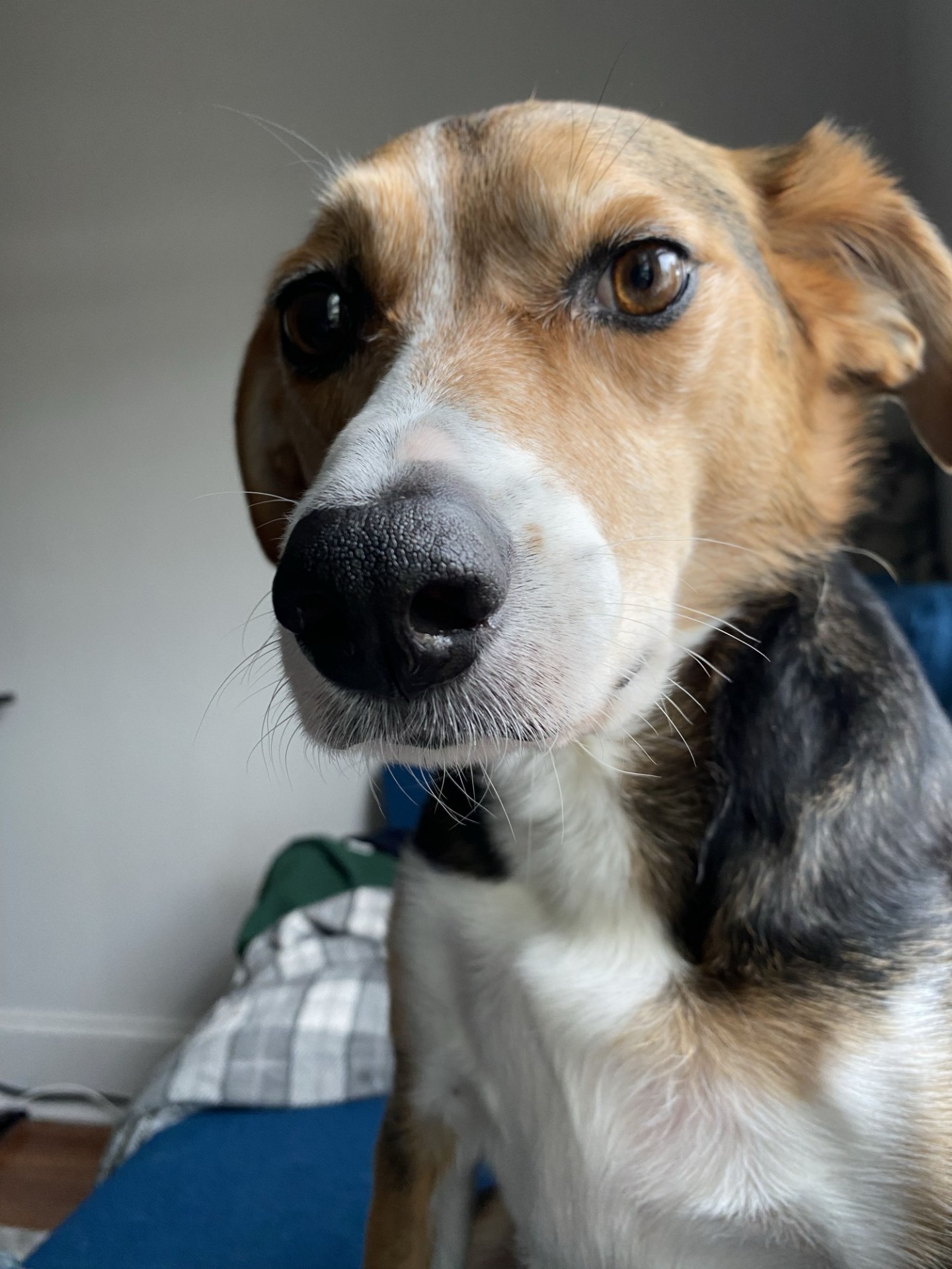 Figaro Dog looking at the camera