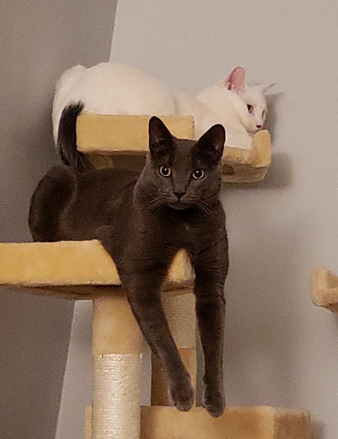 Pebbles and Casserole (Cassie) White cat and grey cat in a cat tree