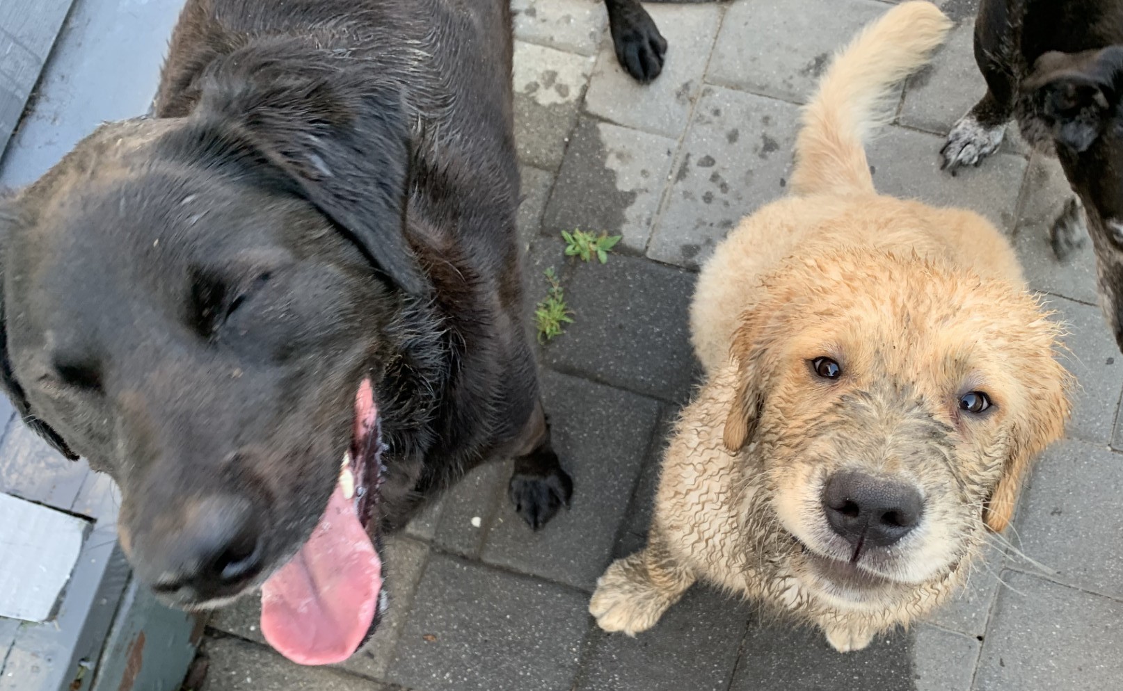 Two dogs covered in mud