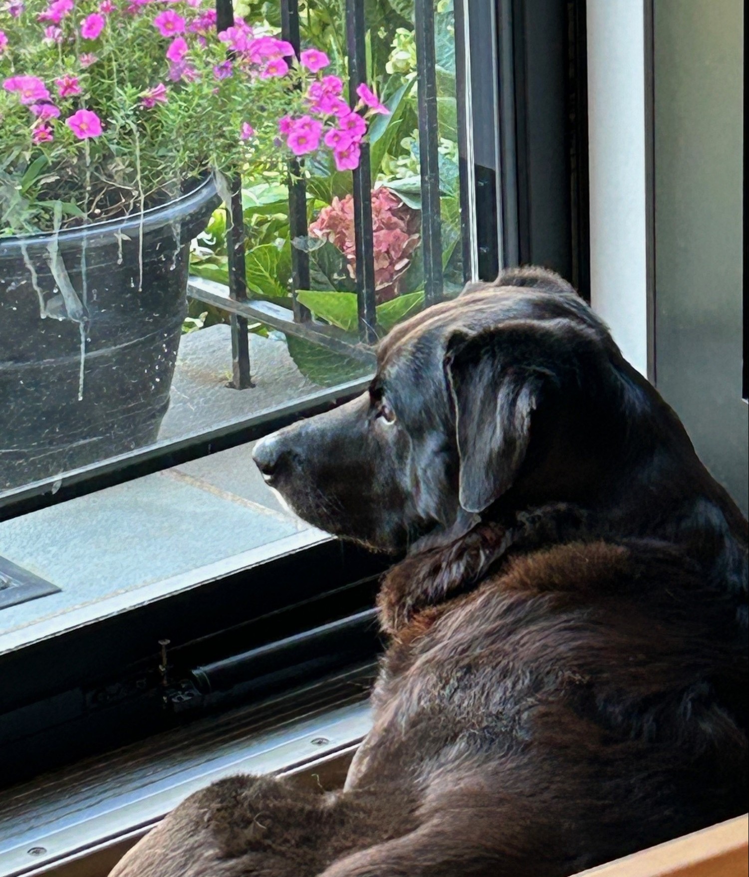Dog looking out the window