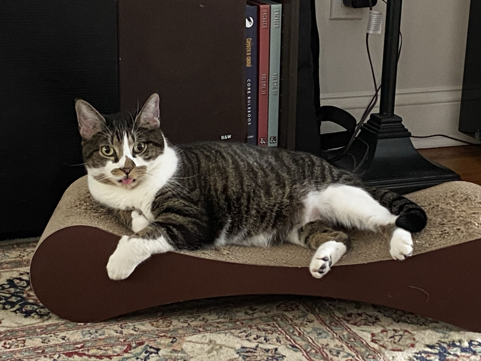 Skullcrusher Cat laying on a scratcher